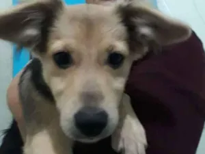 Cachorro raça Vira lata idade 2 a 6 meses nome Godinha