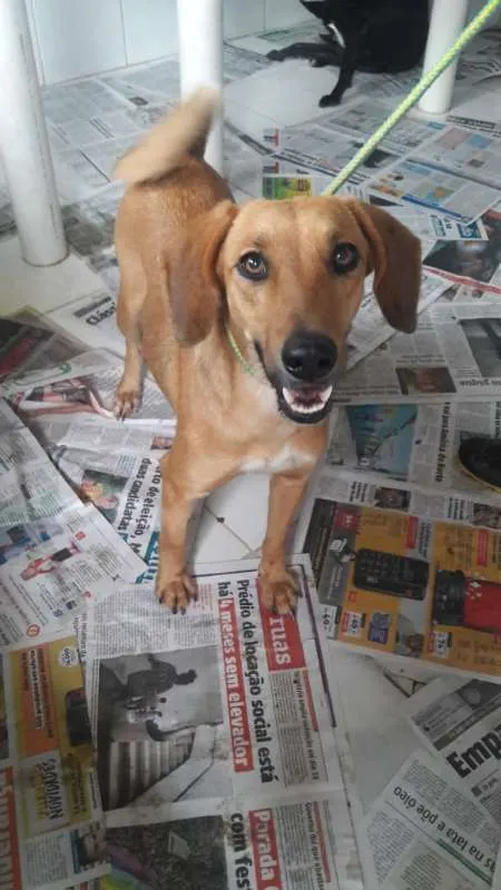 Cachorro ra a SRD idade 3 anos nome FILOMENA 