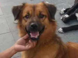 Cachorro raça SRD idade 3 anos nome CHOCOLATE 