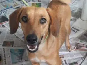Cachorro raça SRD idade 3 anos nome FILOMENA 