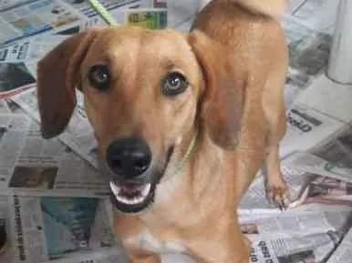 Cachorro ra a SRD idade 3 anos nome FILOMENA 