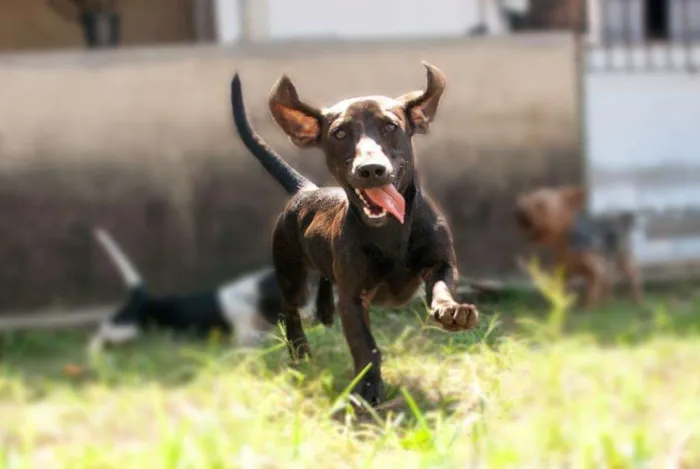 Cachorro raça Basset idade 3 anos nome Lupita