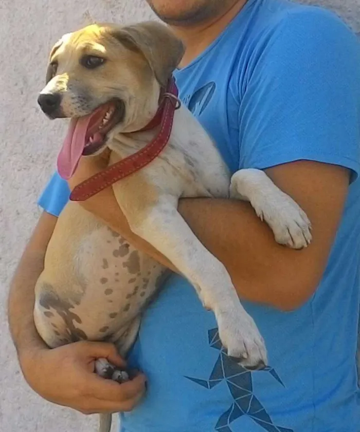 Cachorro ra a Mix pit idade 2 a 6 meses nome Layka