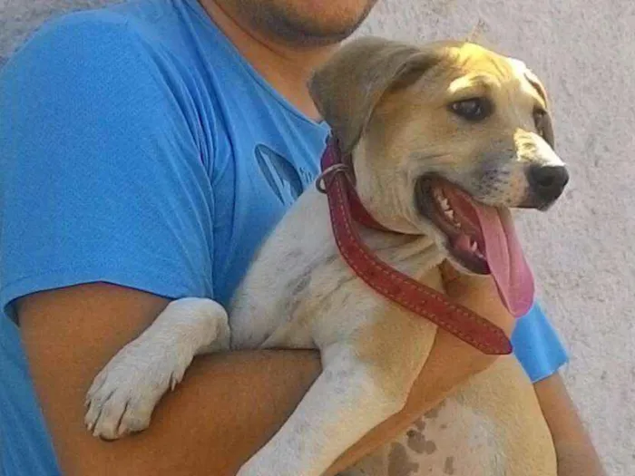 Cachorro ra a Mix pit idade 2 a 6 meses nome Layka