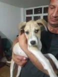 Layka