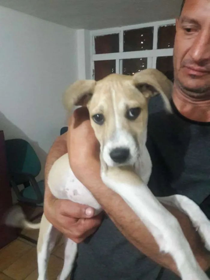 Cachorro ra a Mix pit idade 2 a 6 meses nome Layka