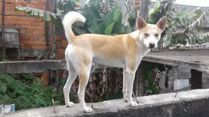 Cachorro raça sem raça idade 1 ano nome Bob