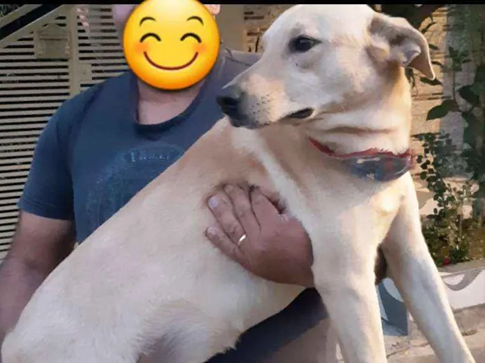 Cachorro raça sem raça  idade 1 ano nome Marley