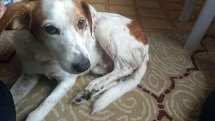 Cachorro ra a SRD idade 6 ou mais anos nome Bob
