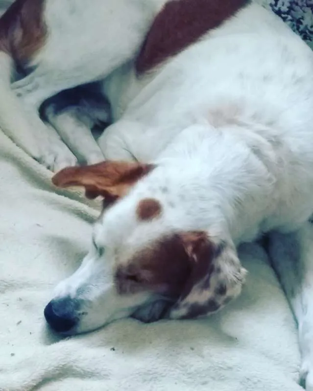 Cachorro ra a SRD idade 6 ou mais anos nome Bob
