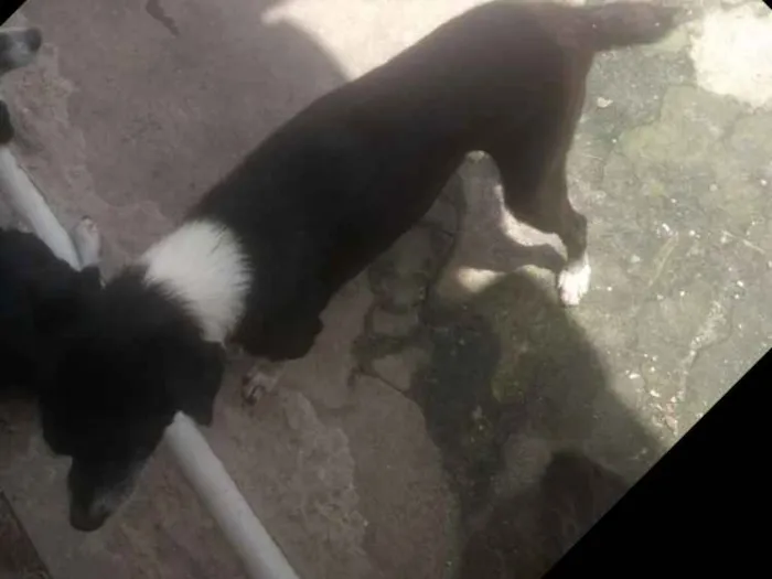 Cachorro ra a Vira lata e o outro pincher idade 2 anos nome Huck e king