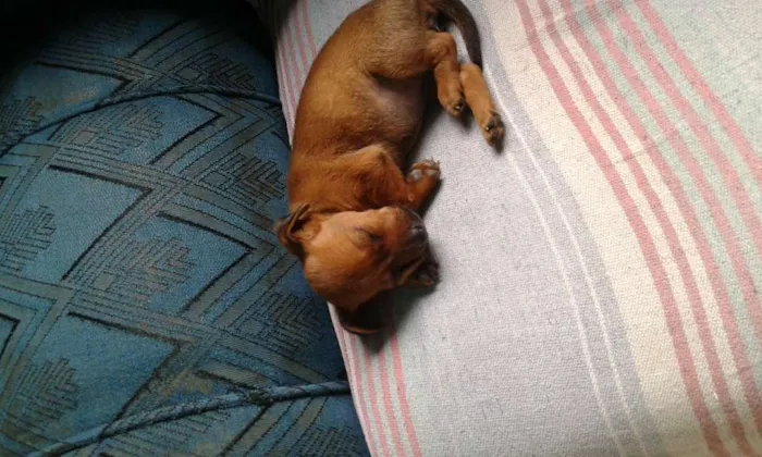 Cachorro raça pincher com bacê idade 2 a 6 meses nome moranguinho