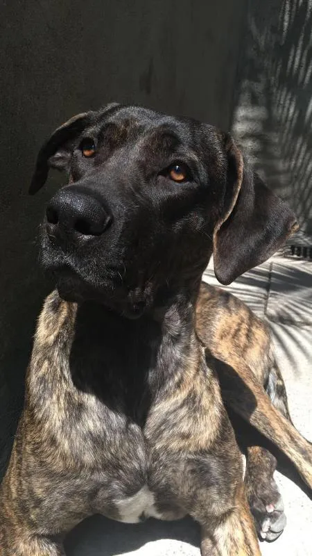Cachorro raça Fila idade 2 anos nome Dandara 