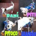 Pit,Toco,Damí,grandã