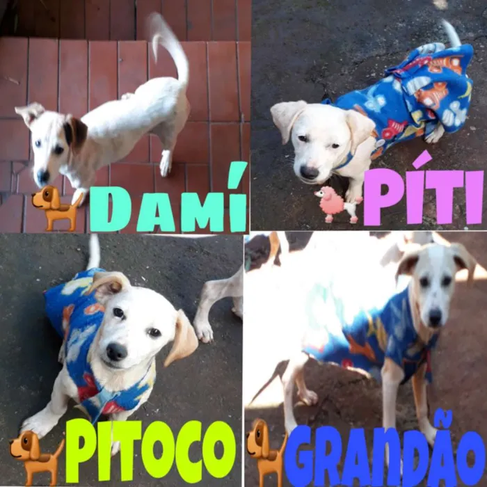 Cachorro ra a Fox paulistinha  idade 2 a 6 meses nome Pit,Toco,Damí,grandã