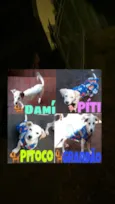Pit,Toco,Damí,grandã