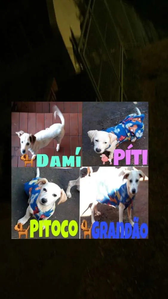 Cachorro ra a Fox paulistinha  idade 2 a 6 meses nome Pit,Toco,Damí,grandã
