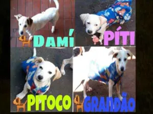 Cachorro raça Fox paulistinha  idade 2 a 6 meses nome Pit,Toco,Damí,grandã