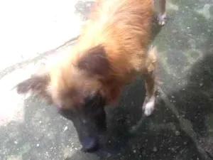 Cachorro raça Vira lata e o outro pincher idade 2 anos nome Huck e king