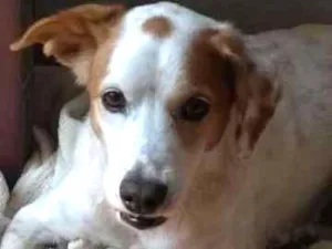 Cachorro raça SRD idade 6 ou mais anos nome Bob