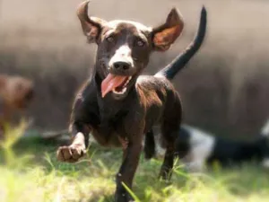 Cachorro raça Basset idade 3 anos nome Lupita