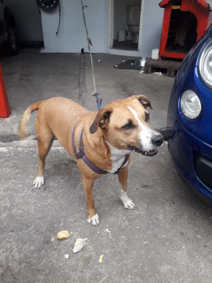 Cachorro ra a SRD idade 5 anos nome Bolinha