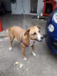 Bolinha