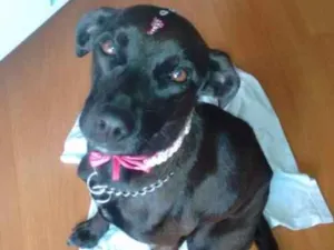 Cachorro raça SRD idade 1 ano nome Sem nome 