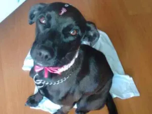Cachorro raça SRD idade 1 ano nome Sem nome 