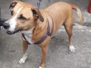 Cachorro raça SRD idade 5 anos nome Bolinha