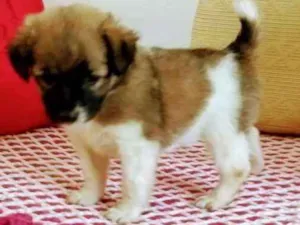 Cachorro raça Mistura idade Abaixo de 2 meses nome A escolher