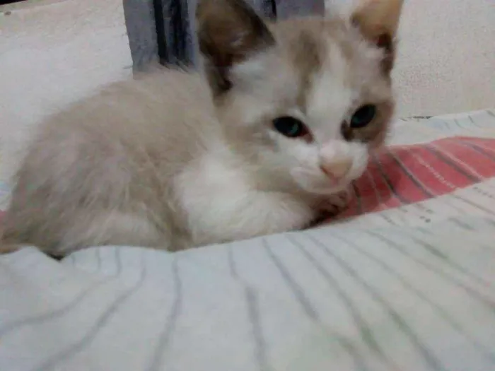 Gato ra a Vira lata idade 2 a 6 meses nome Melissa