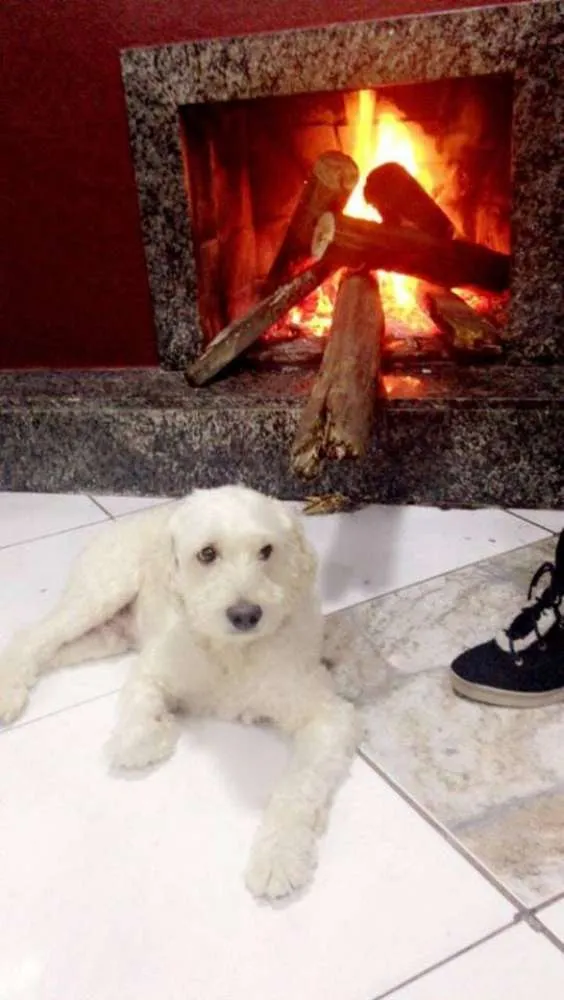 Cachorro ra a poodle viralata idade 5 anos nome snow 