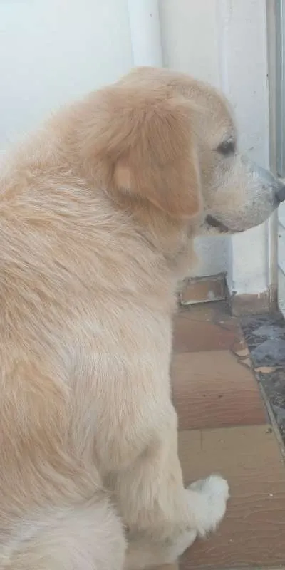 Cachorro ra a Golden Retriever idade 6 ou mais anos nome Bruce