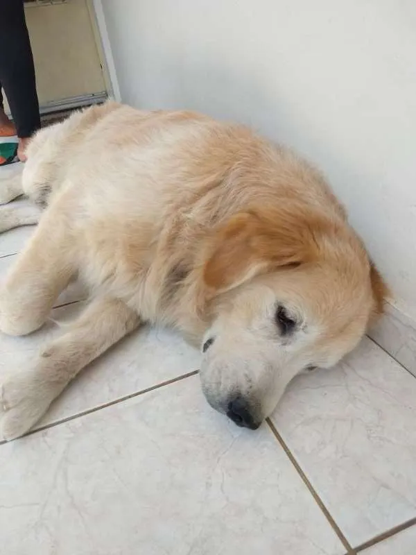 Cachorro ra a Golden Retriever idade 6 ou mais anos nome Bruce