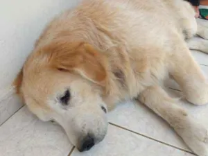 Cachorro raça Golden Retriever idade 6 ou mais anos nome Bruce