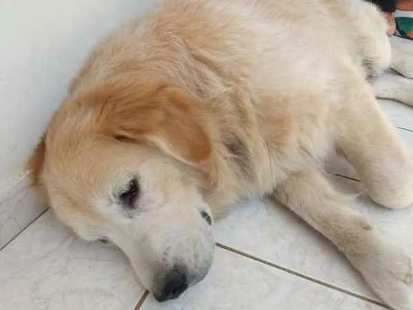 Cachorro ra a Golden Retriever idade 6 ou mais anos nome Bruce