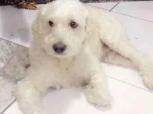 Cachorro raça poodle viralata idade 5 anos nome snow 