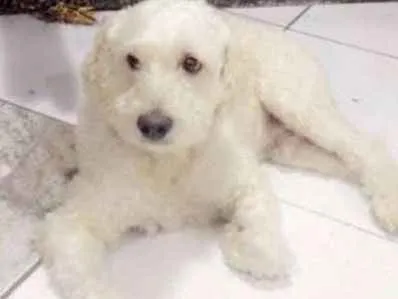 Cachorro ra a poodle viralata idade 5 anos nome snow 