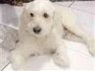Cachorro raça poodle viralata idade 5 anos nome snow 