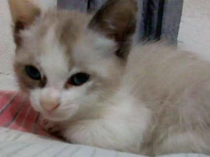 Gato ra a Vira lata idade 2 a 6 meses nome Melissa