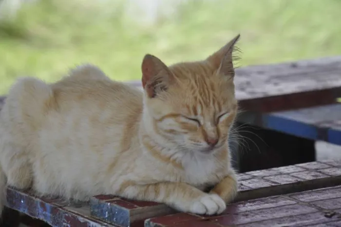 Gato ra a SRD idade 1 ano nome Cirilo