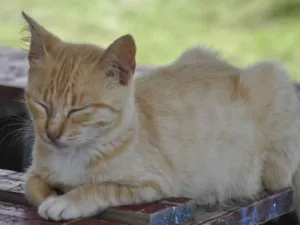 Gato raça SRD idade 1 ano nome Cirilo