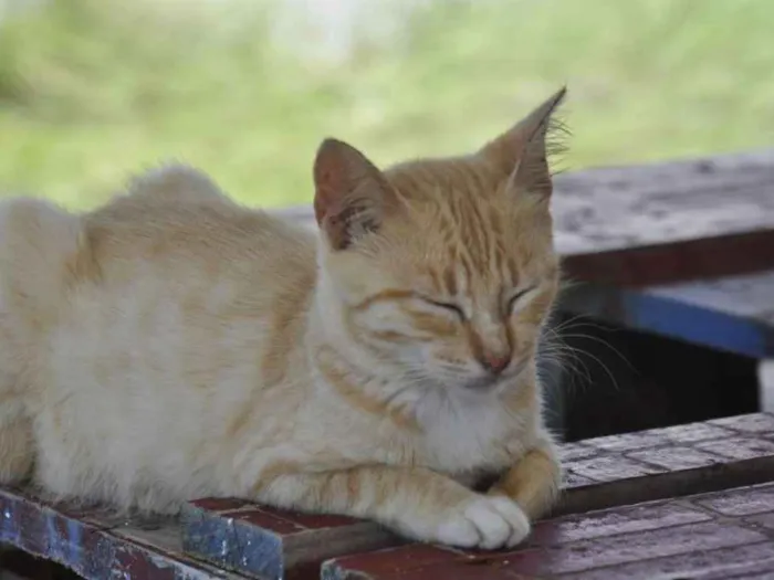 Gato ra a SRD idade 1 ano nome Cirilo