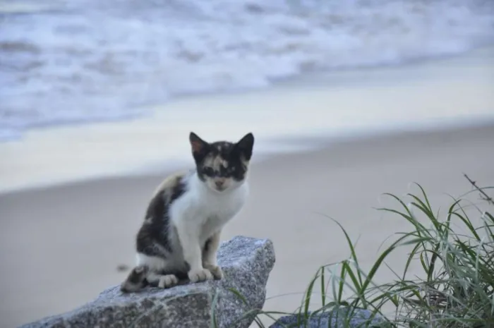 Gato ra a SRD idade 1 ano nome Tiazinha