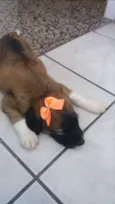 Lilo