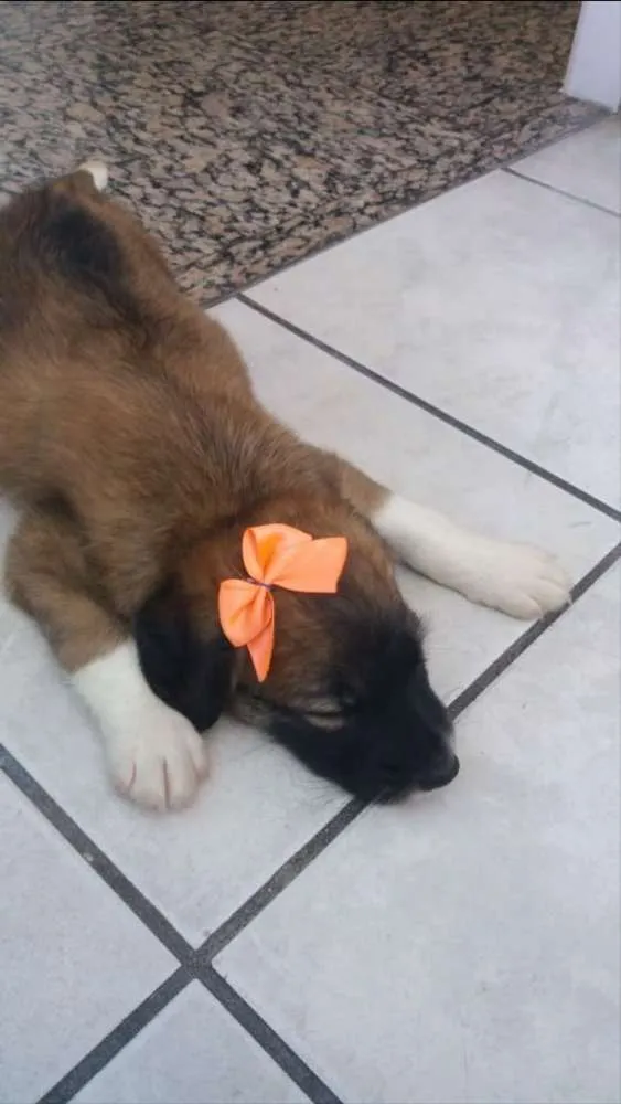 Cachorro ra a Sem Raça Definida idade 2 a 6 meses nome Lilo