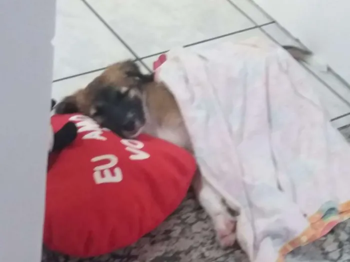 Cachorro ra a Sem Raça Definida idade 2 a 6 meses nome Lilo