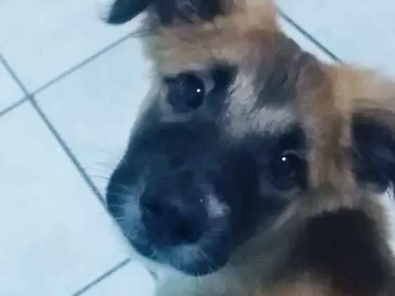 Cachorro ra a Sem Raça Definida idade 2 a 6 meses nome Lilo