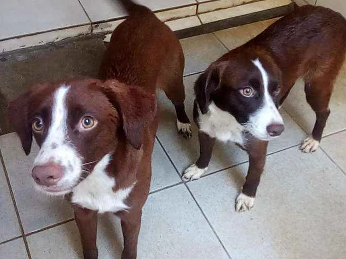 Cachorro ra a Vira lata idade 1 ano nome Estrela